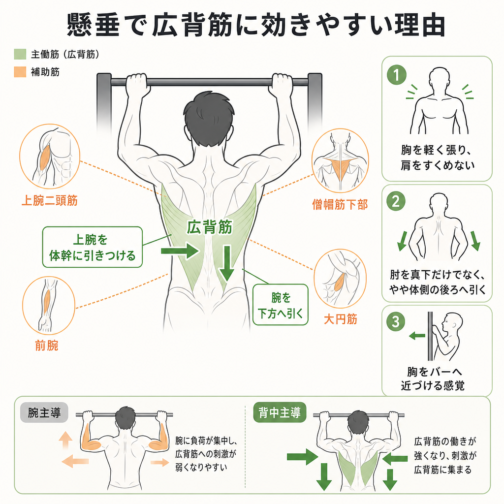 懸垂で広背筋に効きやすい理由