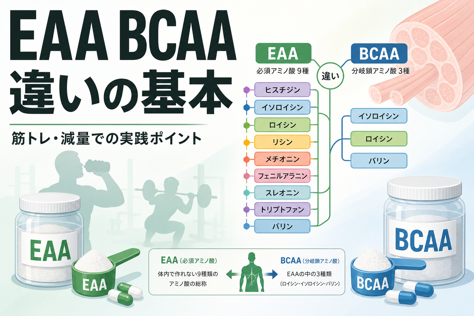 EAA BCAA 違いの基本｜筋トレ・減量での実践ポイント