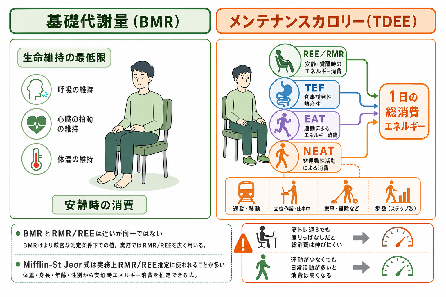 メンテナンスカロリーと基礎代謝の違い
