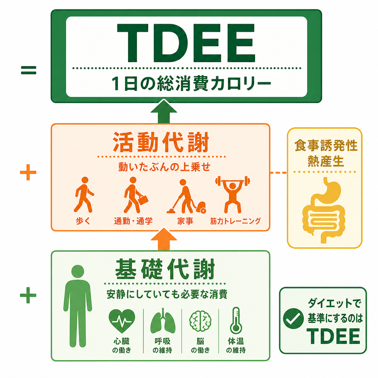 基礎代謝と活動代謝の違い