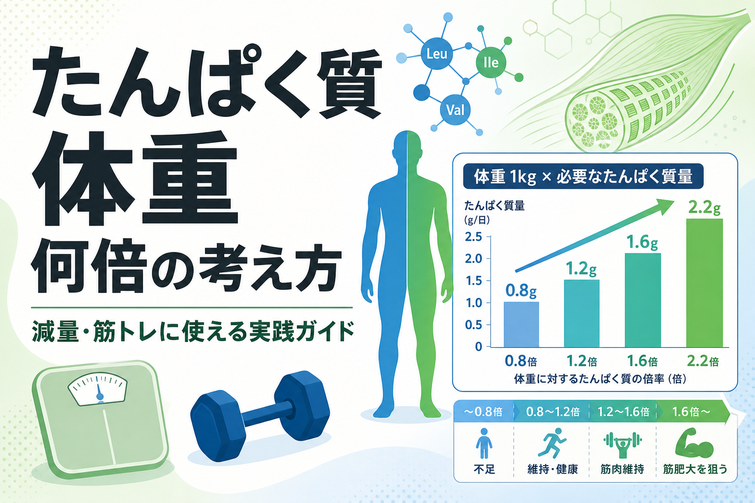 たんぱく質 体重 何倍の考え方|減量・筋トレに使える実践ガイド
